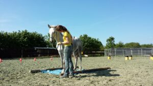 Claire travaille au sol un poulain