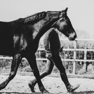 Formation équitation éthologique