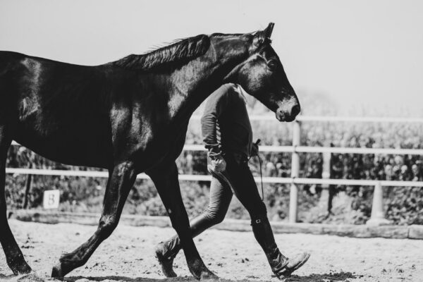 Formation équitation éthologique