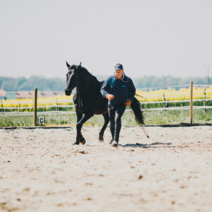 Formation équitation éthologique