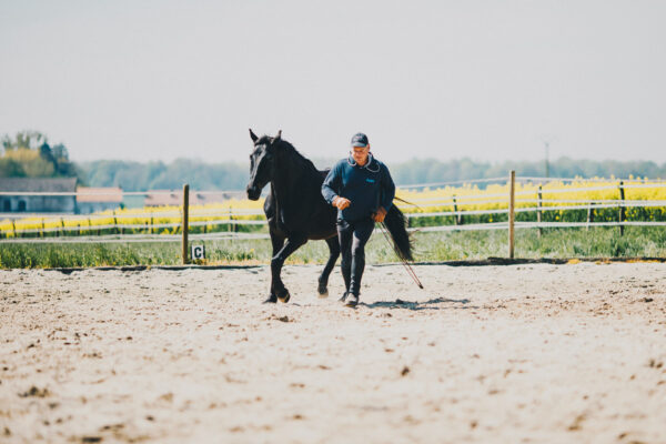 Formation équitation éthologique