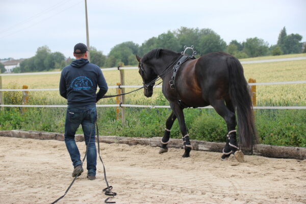 Longues renes