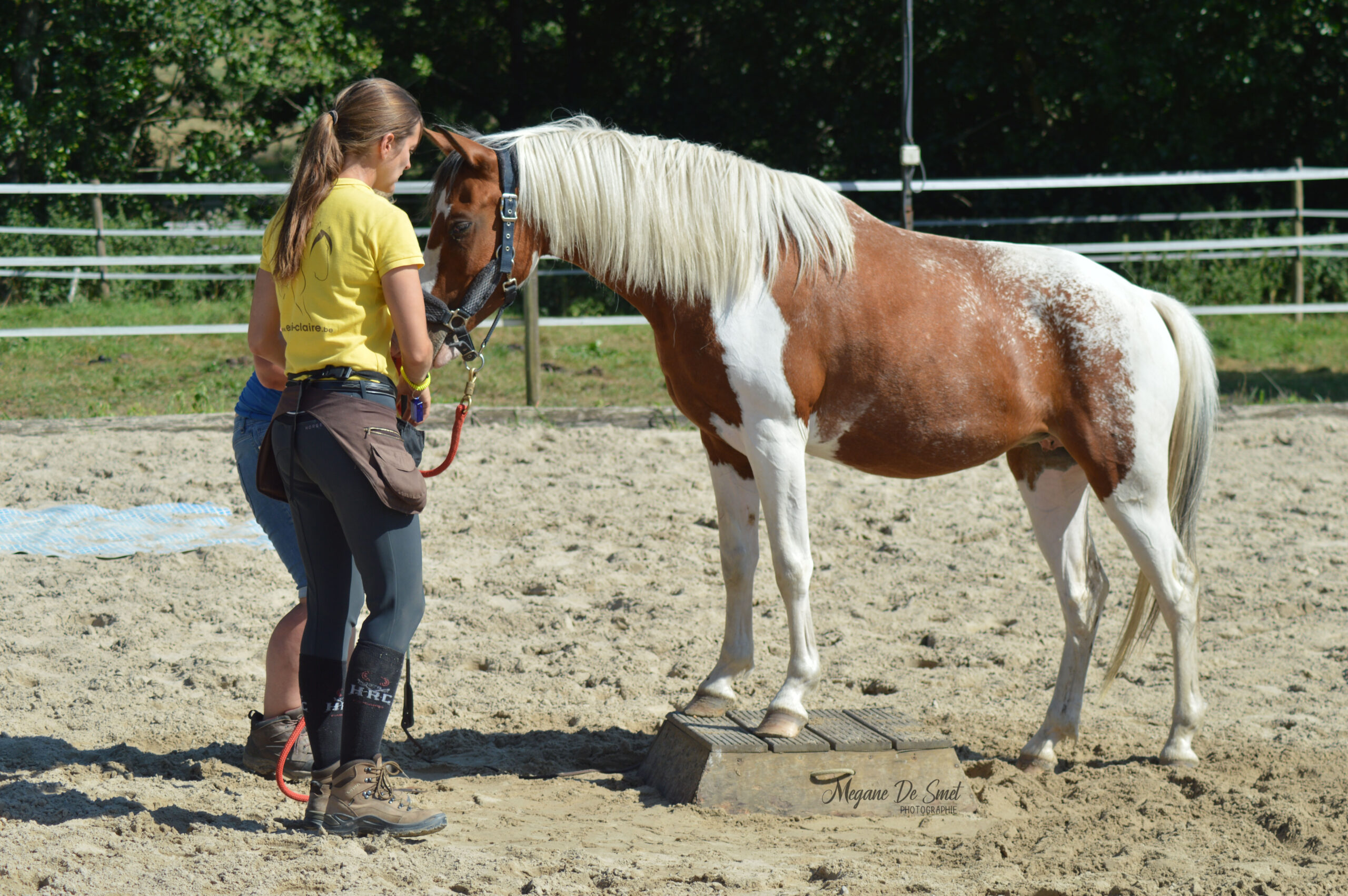 Stage équitation éthologique