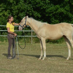 Stage équitation éthologique