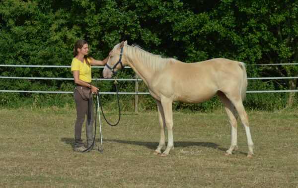 Stage équitation éthologique