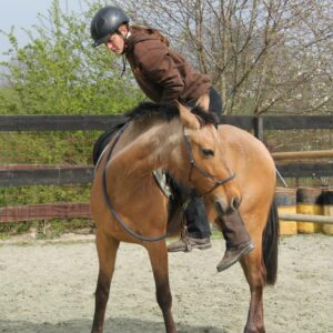 Stage équitation éthologique