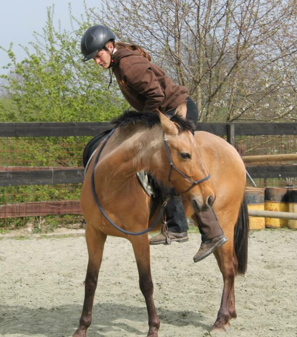 Stage équitation éthologique