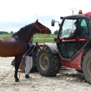 Stage équitation éthologique