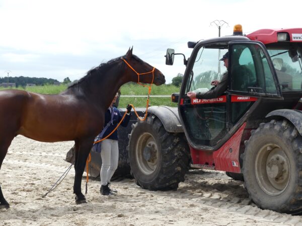 Stage équitation éthologique