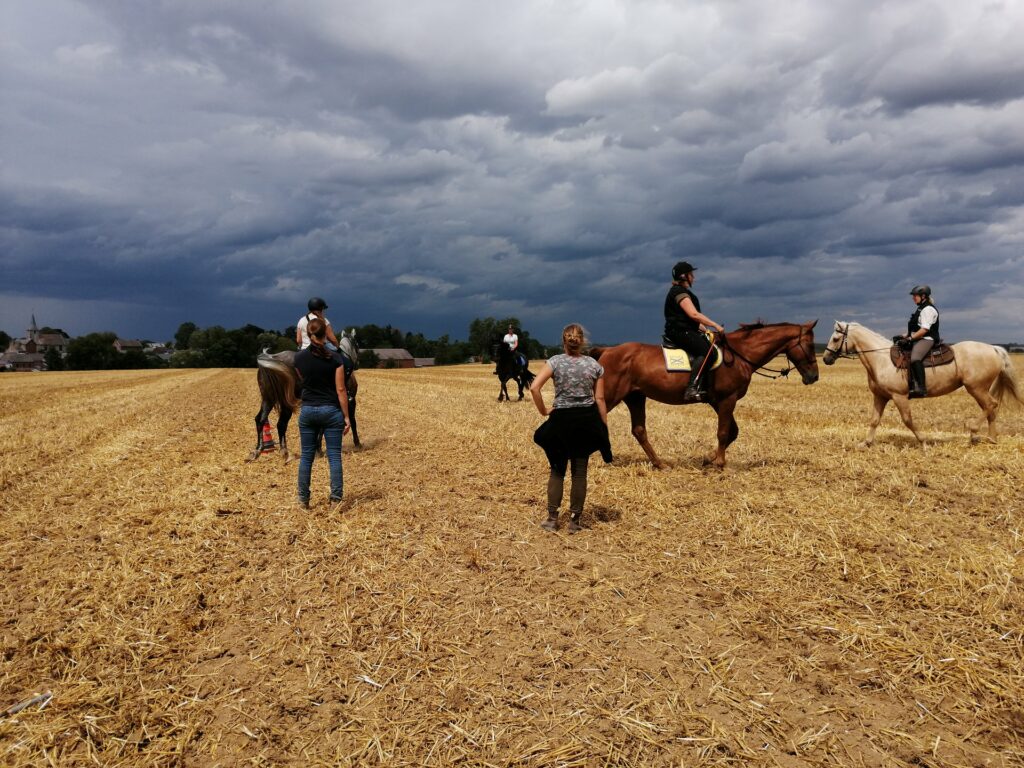 Stage équitation éthologique