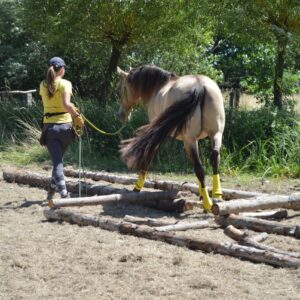 Formations Equestres