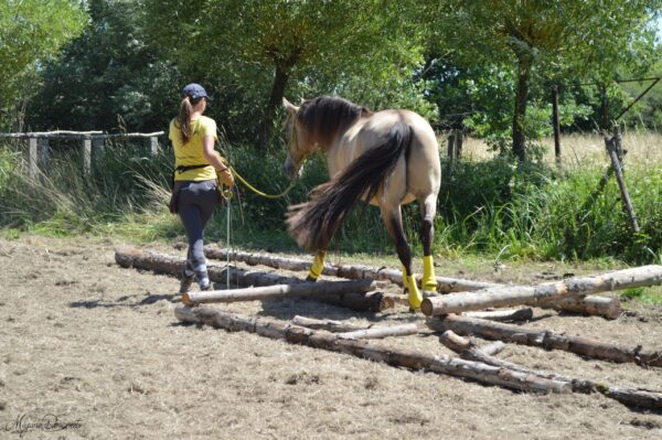 Formations Equestres