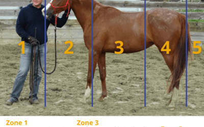 Les cinq zones de contrôle du cheval