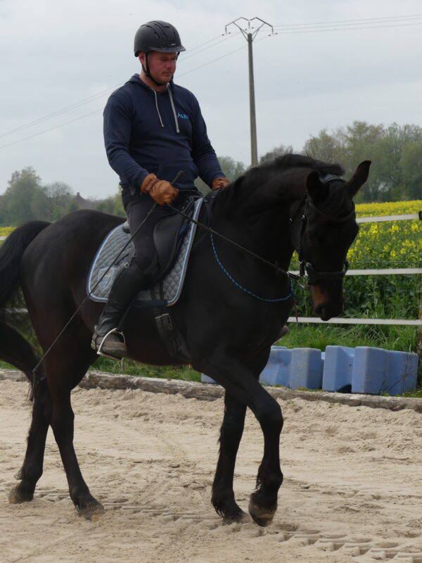 Formation "De l'Equitation Ethologique au Dressage"