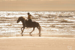Stage Etho Rando Touquet Formations Equestres