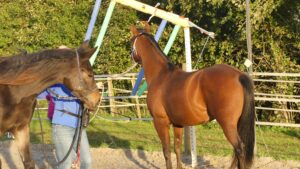 Formations Equestres