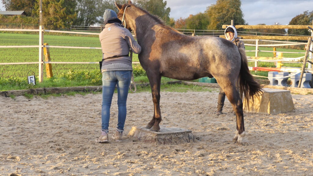 Formations Equestres