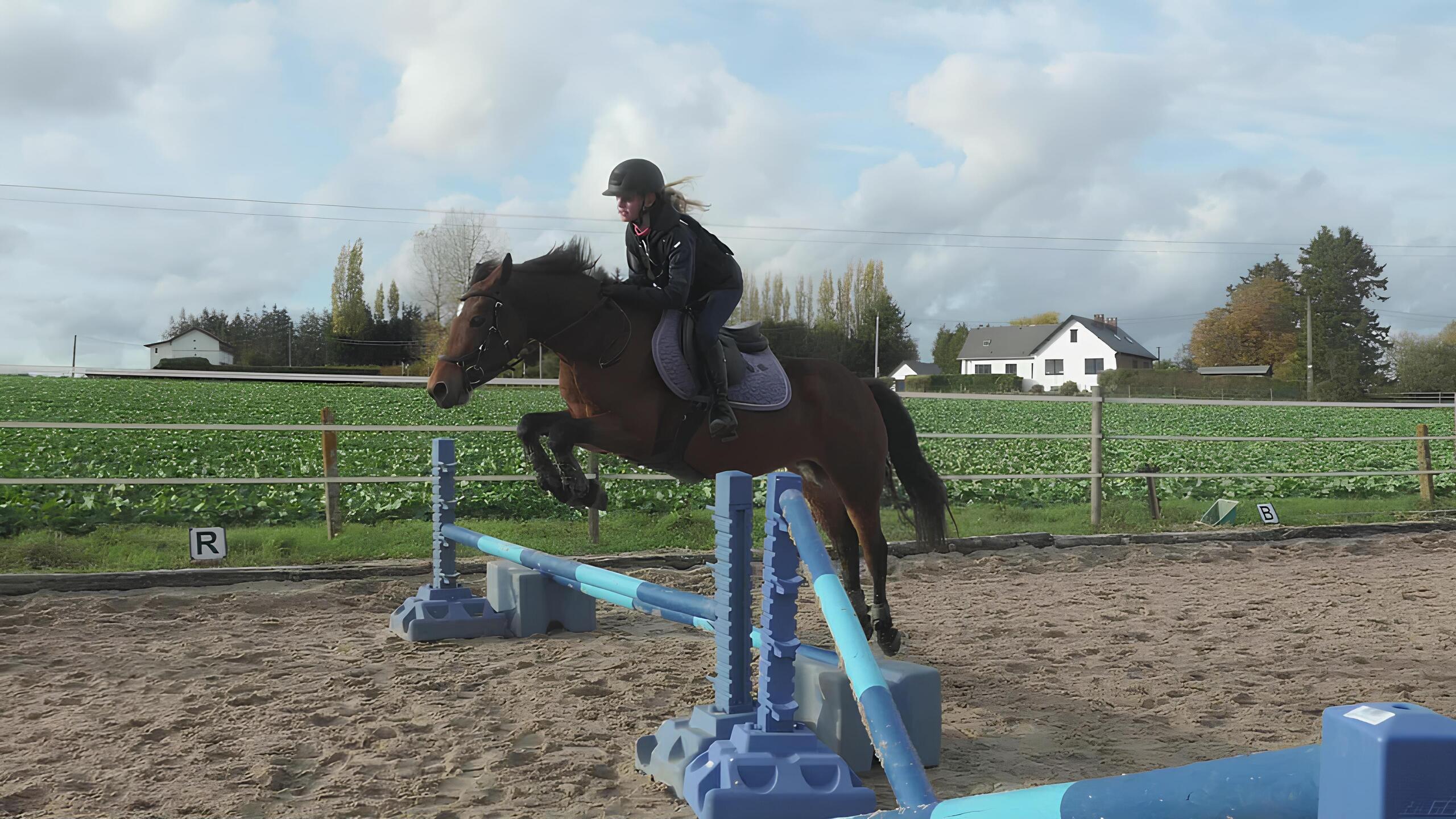 Cheval à l'obstacle